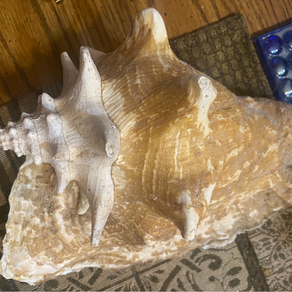 Large Natural Conch Shell - Picture 2 of 3